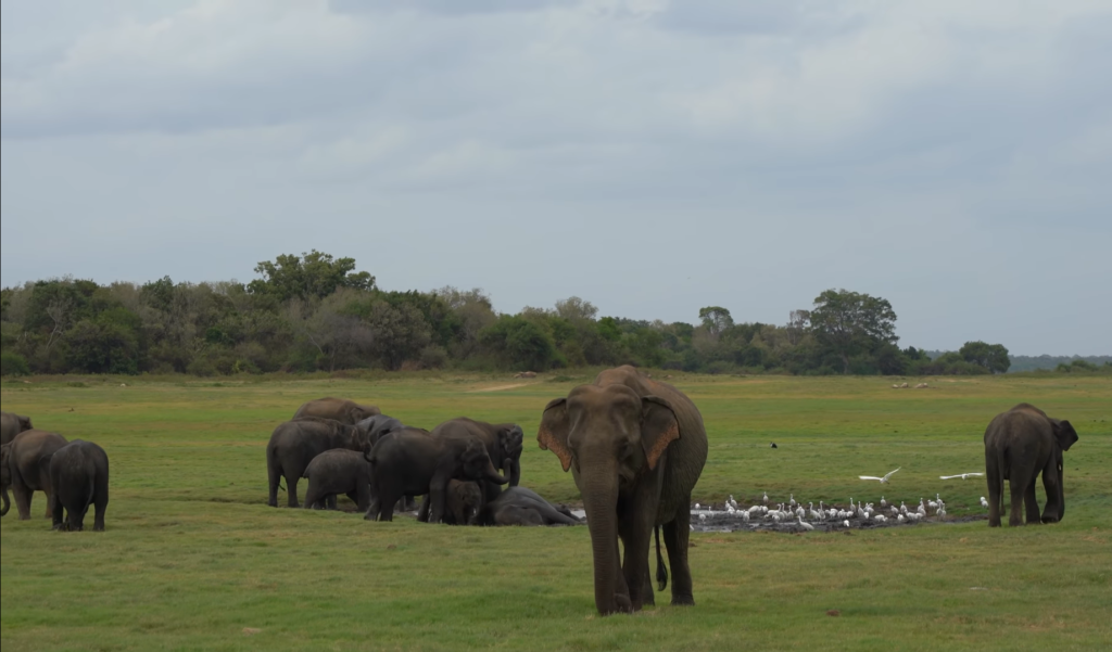 kaudulla national park