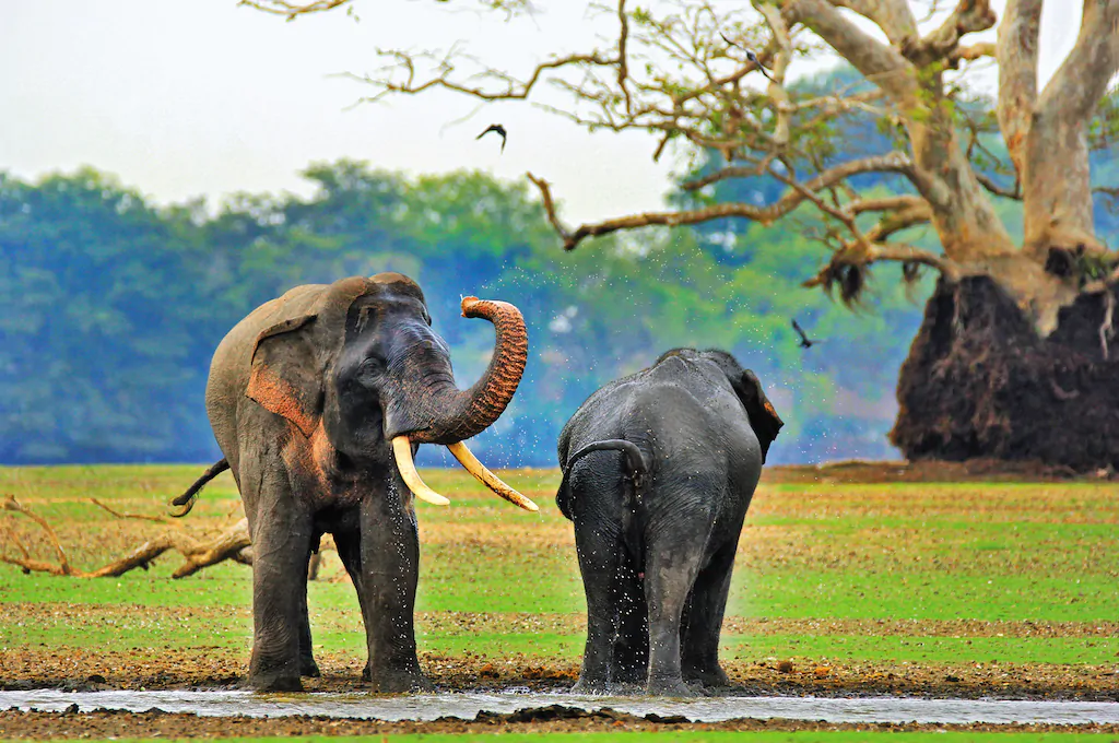 wasgamuwa national park