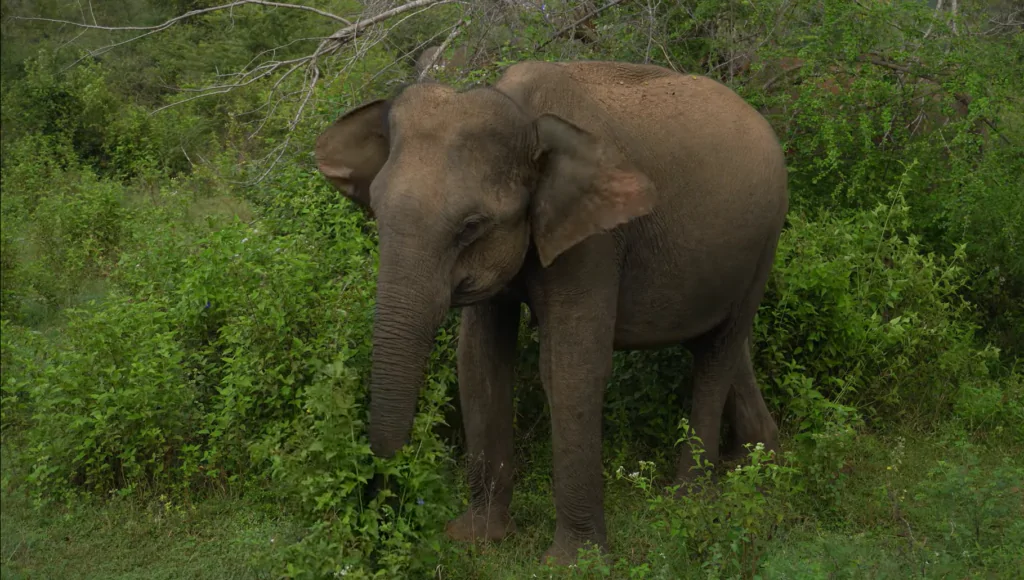 udawalawe national park