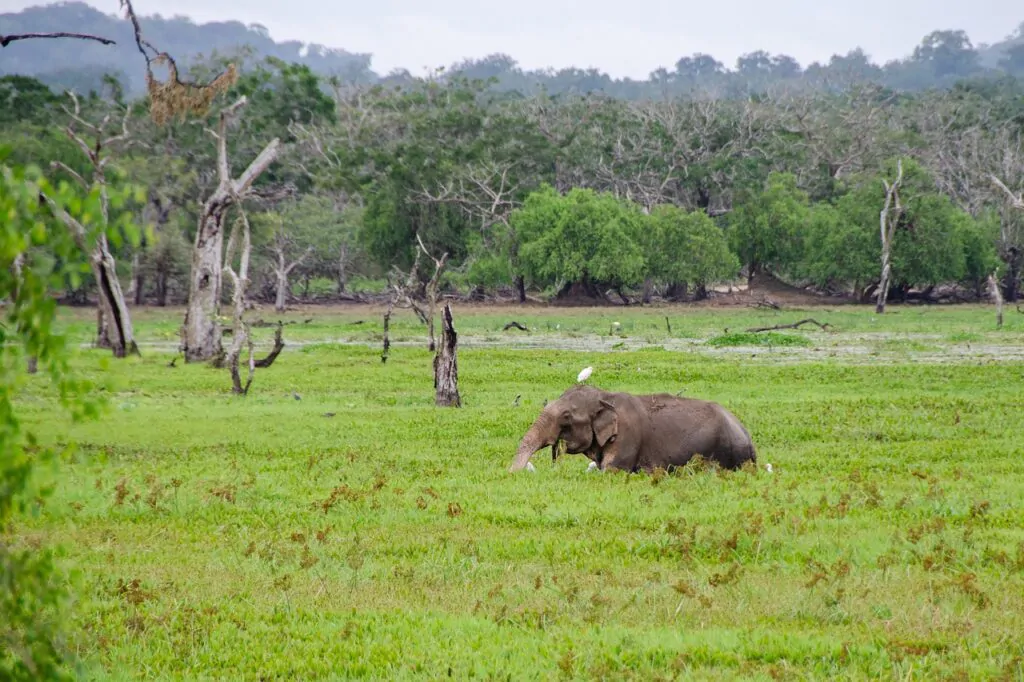 kaudulla national park