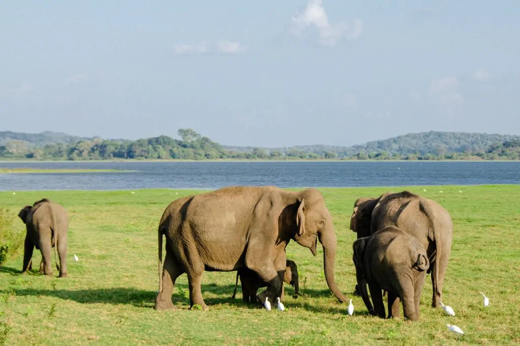 minneriya national park