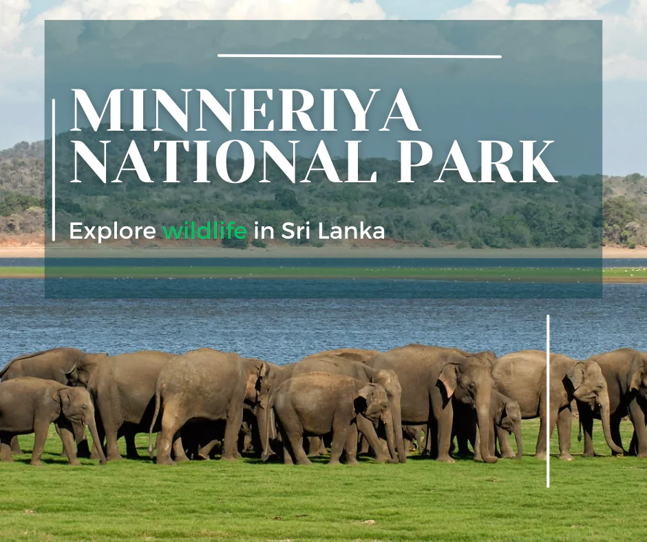 minneriya national park safari.png