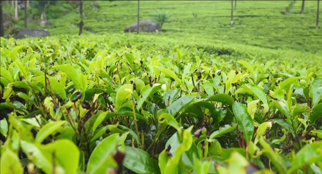 tea factory